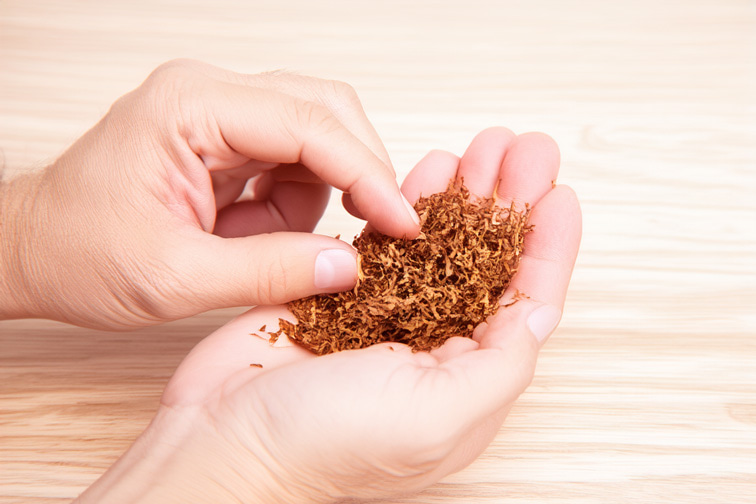 Émietter du tabac à pipe dans sa main