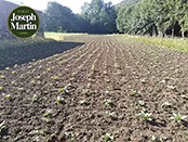 Plantation du tabac de la Semois