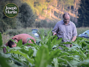 Récolte du tabac de la Semois